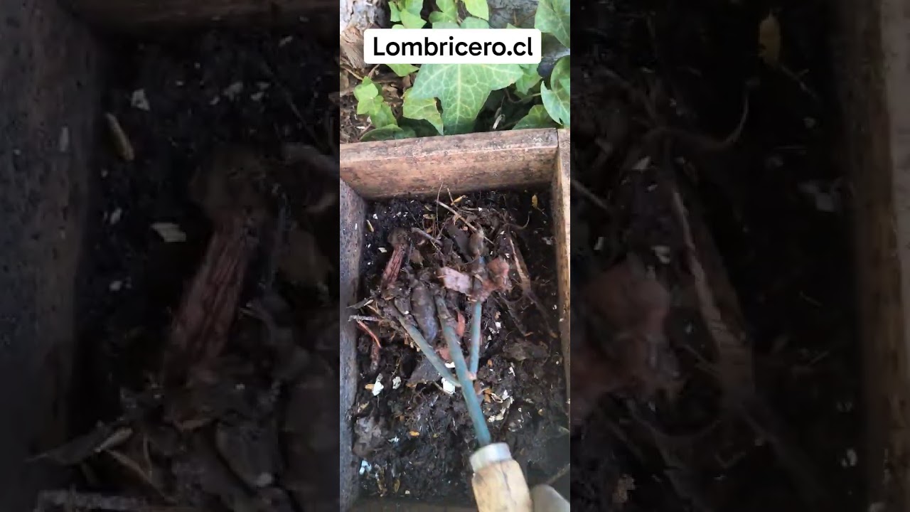 Bacterias aeróbicas y anaeróbicas en la vermicompostera #lombricultura #vermicompost #worms #jardin 