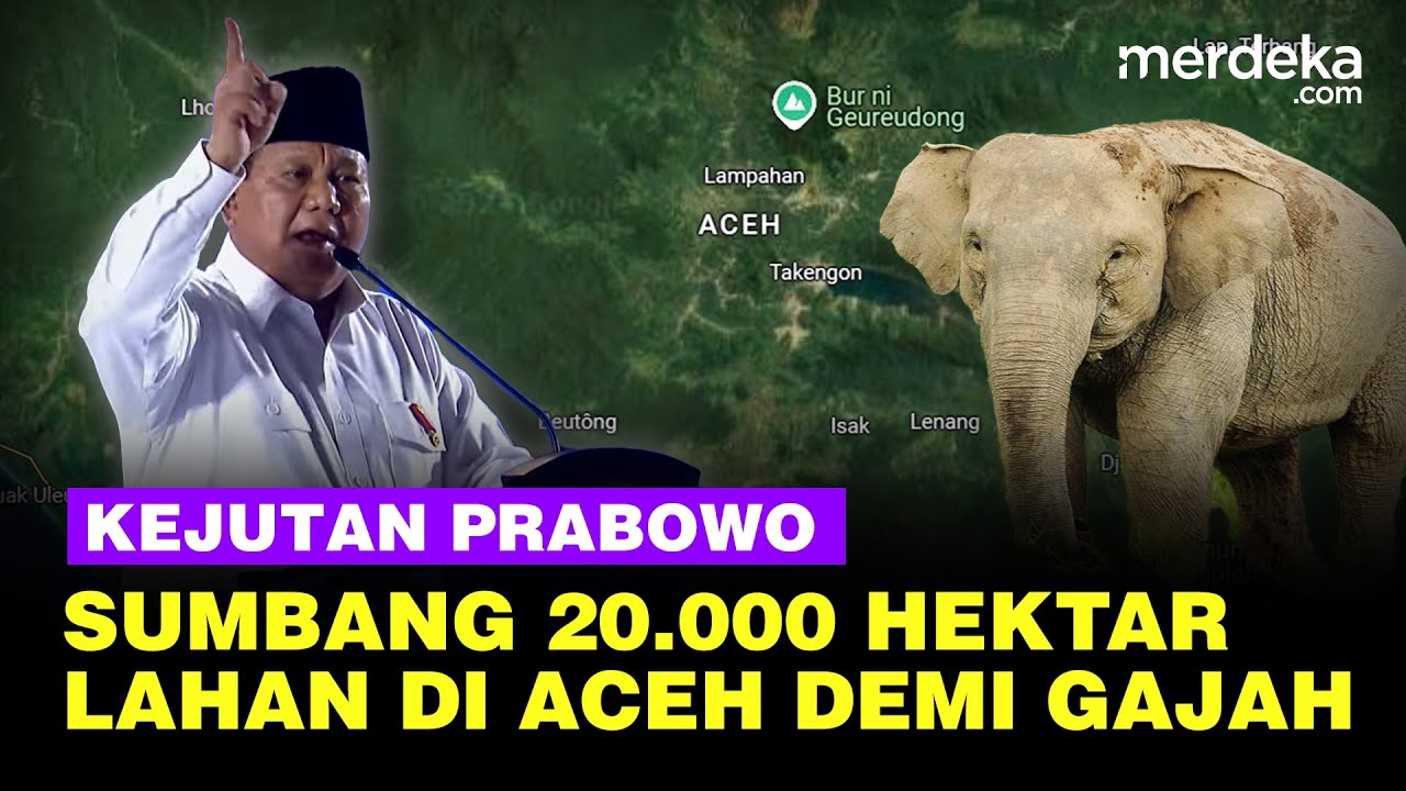 Presiden Prabowo Sumbang Lahan Pribadi 20.000 Hektar Demi Konservasi Gajah di Aceh