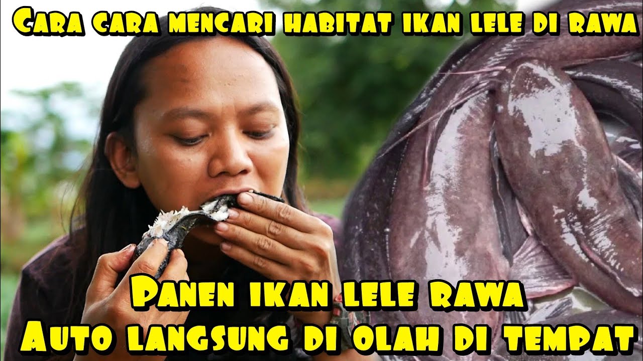 LUARBIASA B3RBURU IKAN LELE DI DALAM LUBANG PARALON