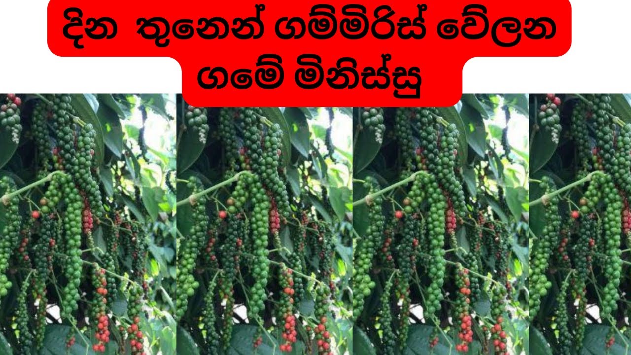 දින  තුනෙන් ගම්මිරිස් වේලන ගමේ ක්‍රමය | Hot water Method |quickest way off drying Pepper | #pepper