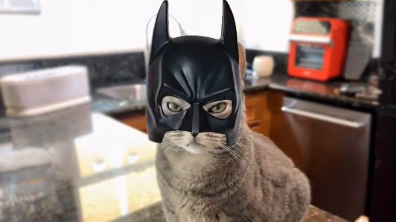 ET SI LES CHATS &Eacute;TAIENT DES SUPER H&Eacute;ROS