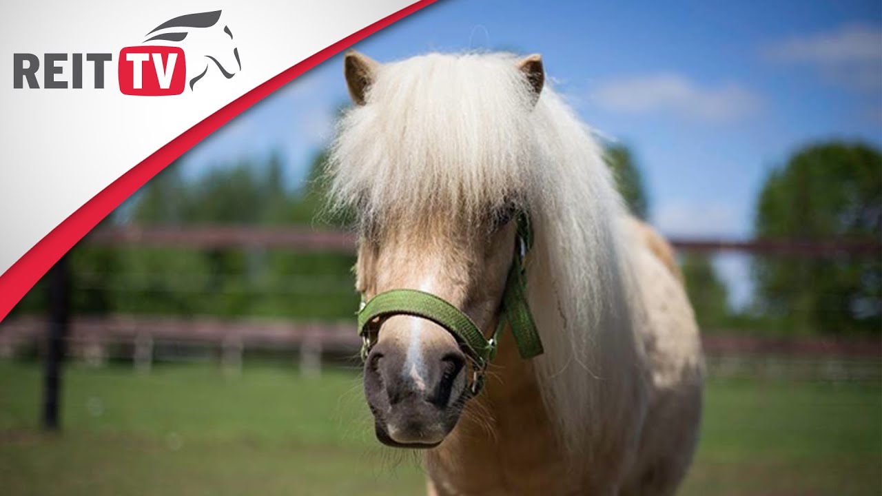 Rasseportrait | Das Shetlandpony - Der Winzling unter den Pferden