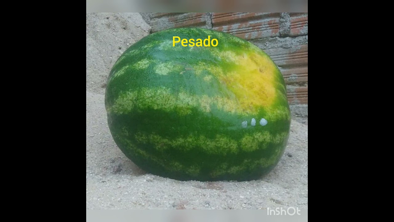 Diferen&ccedil;as de impacto chumbo 5.5