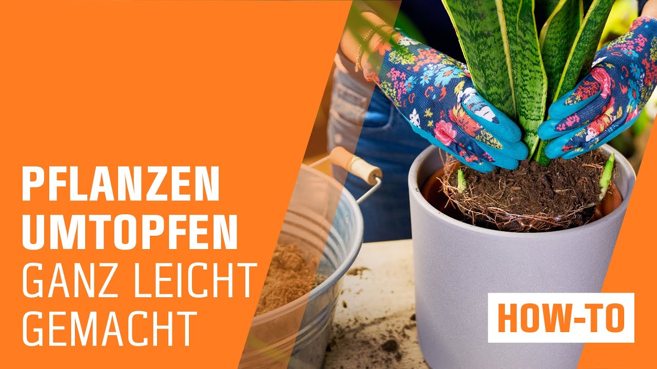 Zimmerpflanzen umtopfen | OBI | Indoor Jungle