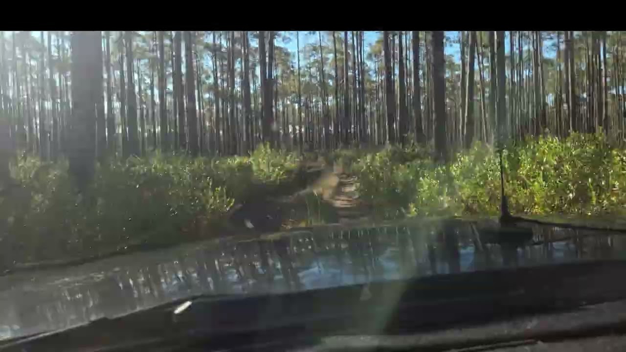 Dog Hunting 25