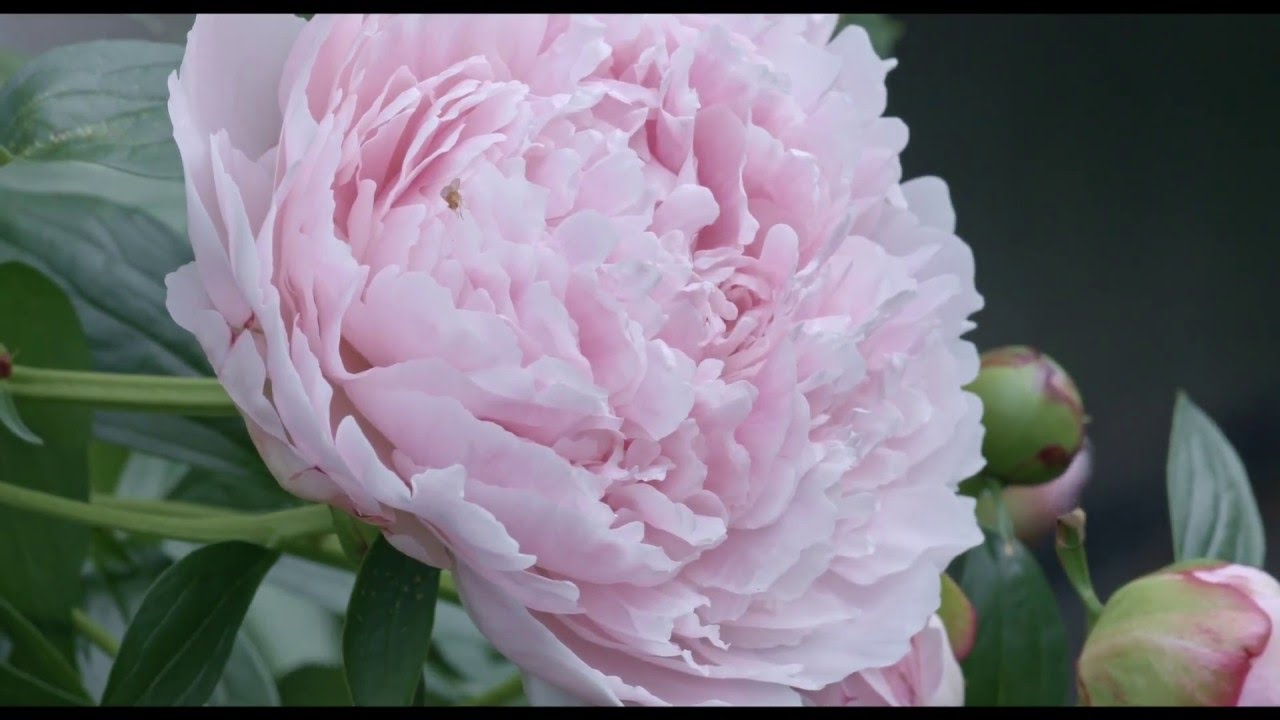 Images de la Blackmagic URSA