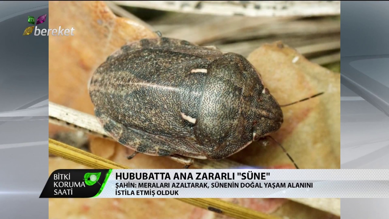 Bitki Koruma Saati - Hububatta Ana Zararlı 