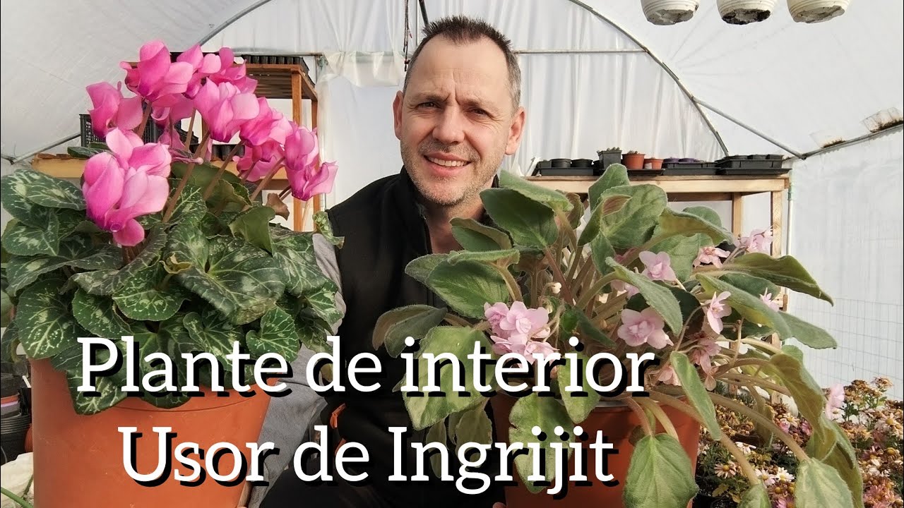 Cyclamen si Violeta Africana, crestere, ingrijire si inmultire!