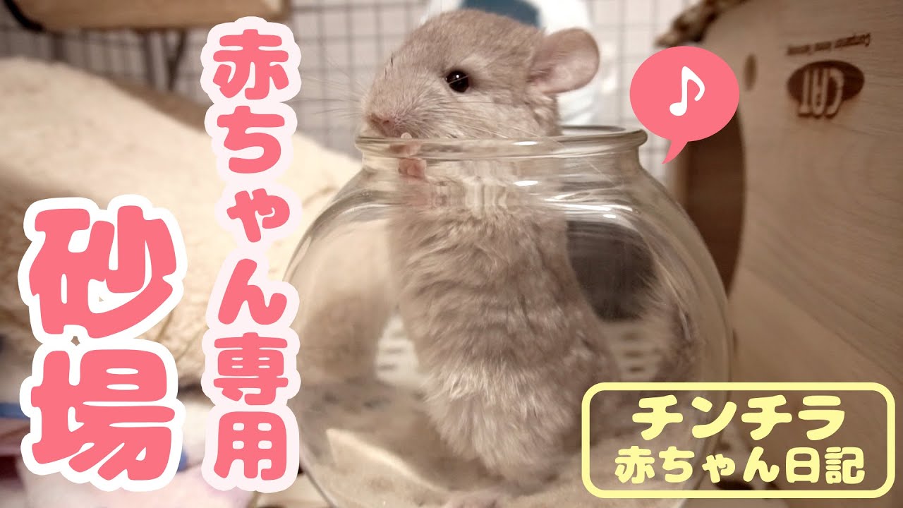 チンチラの赤ちゃんはじめての専用砂場に大喜び！【チンチラ赤ちゃん日記　その18】Chinchilla's Baby Diary 18