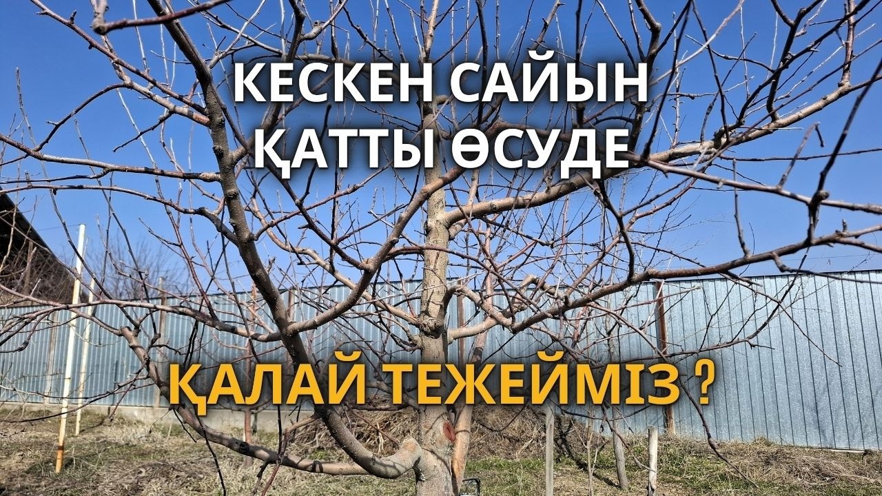 Қаулап Қатты Өсуші жеміс ағаштарын КЕСУ. Өсу күшті болса қалай кесеміз