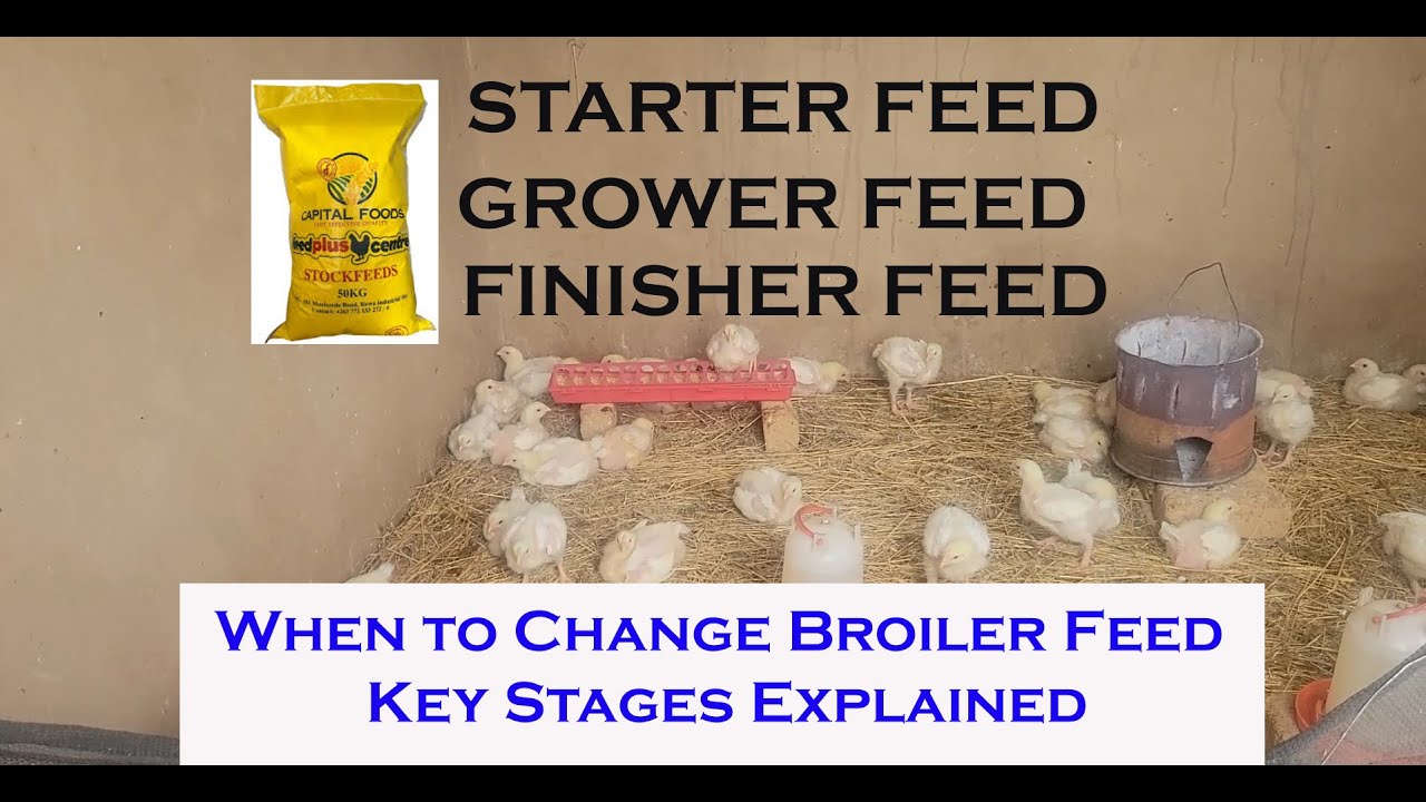 When to Change Broiler Feed  Key Stages Explained