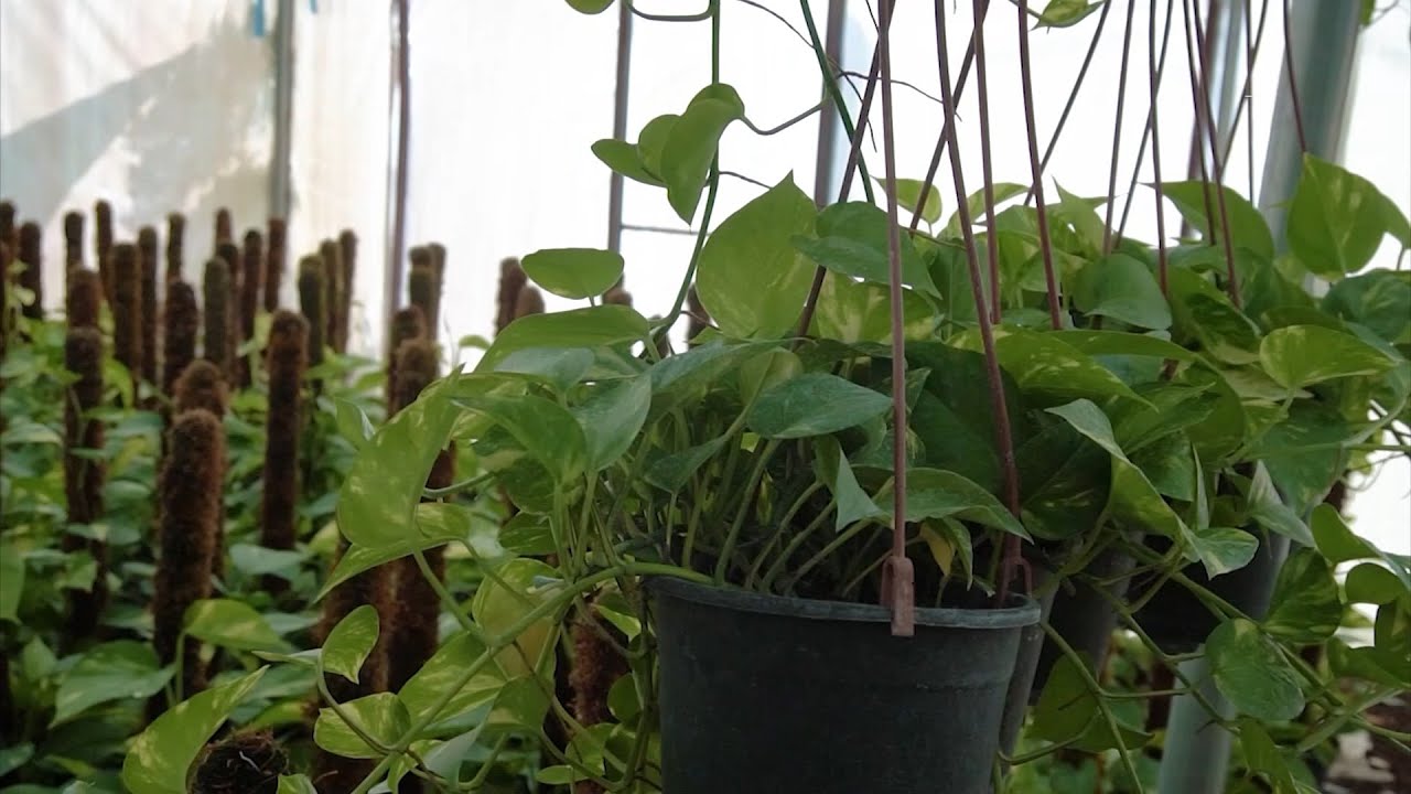 مهندس زراعي سوري يؤسس مشتلا لنباتات الزينة في مرسين