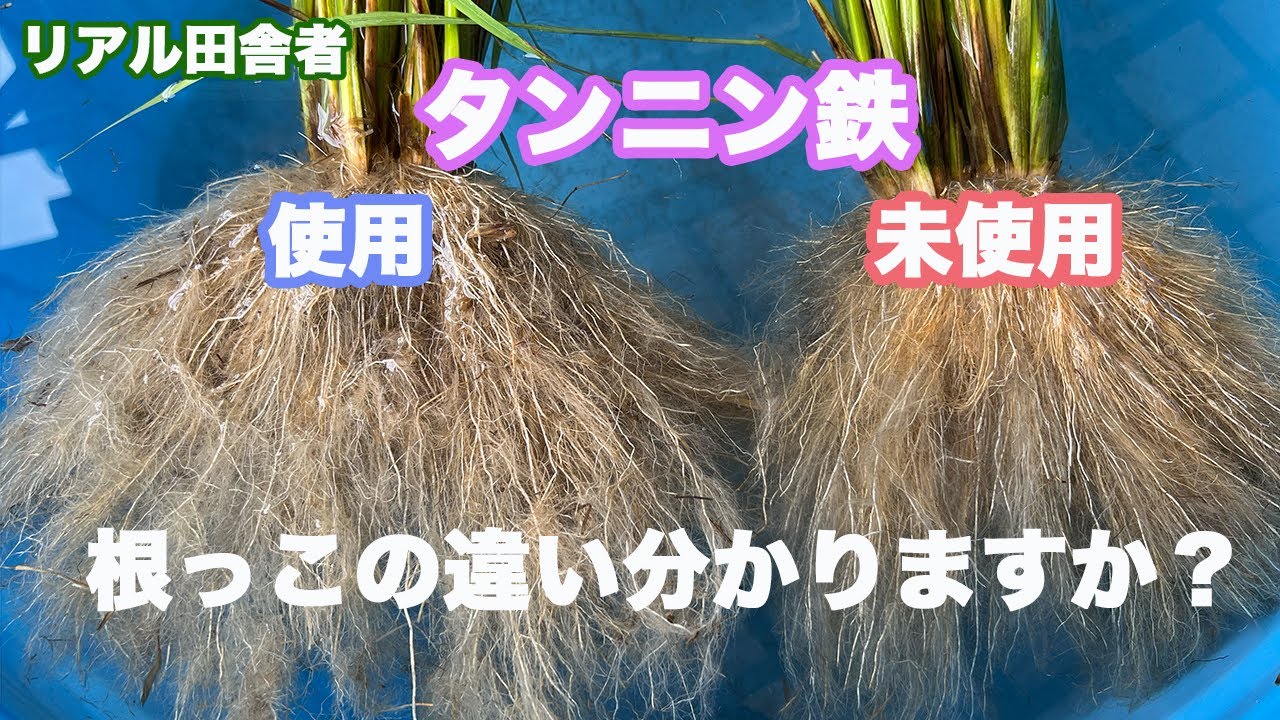 根っこの検証！今年もタンニン鉄を使ってみて。