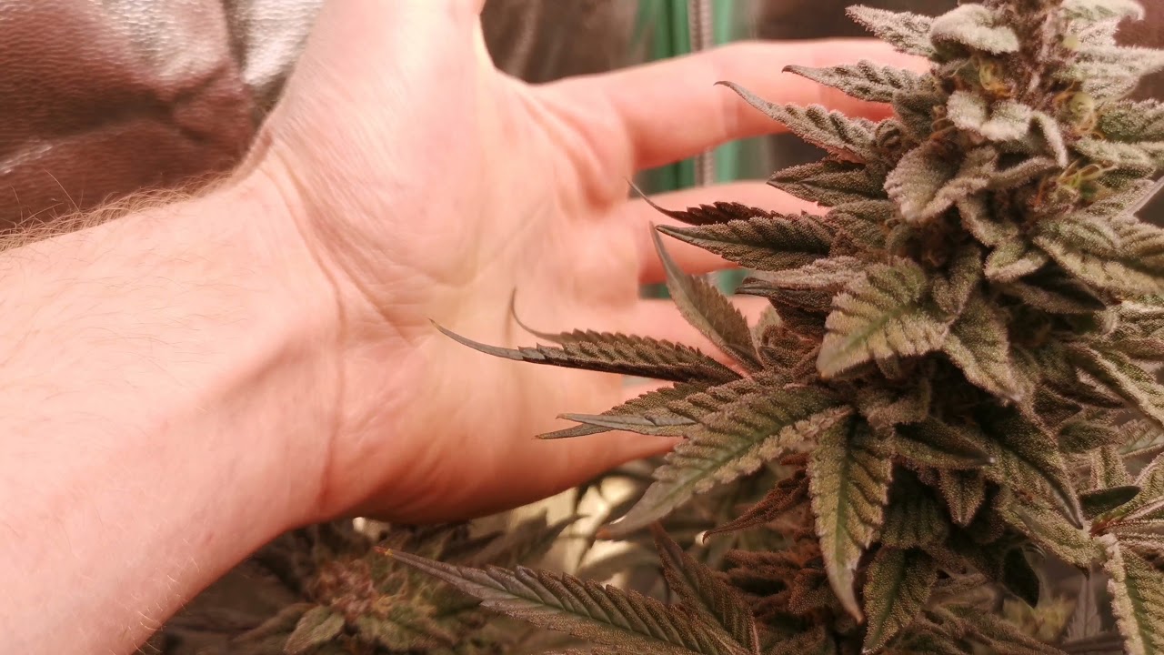 Growing Weed in the Basement: Episode 12 Final Watering Cannabis Harvest Approaching!