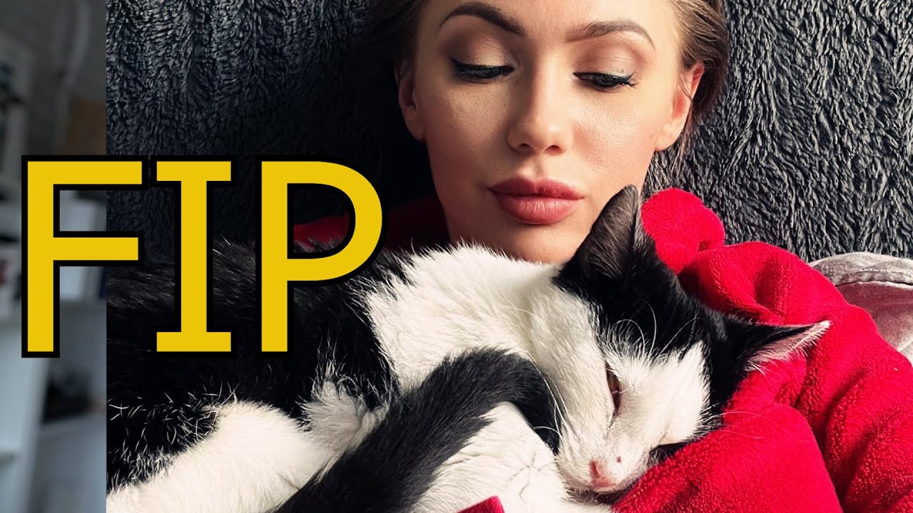 FIP TO JUŻ NIE WYROK III Ratujemy schroniskową kotkę 