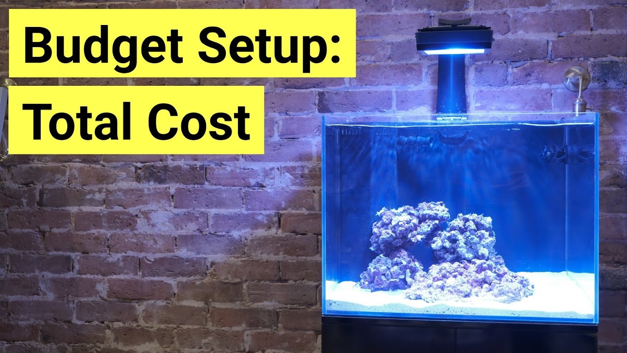 Budget Saltwater Aquarium Setup: How Much Did It Cost?