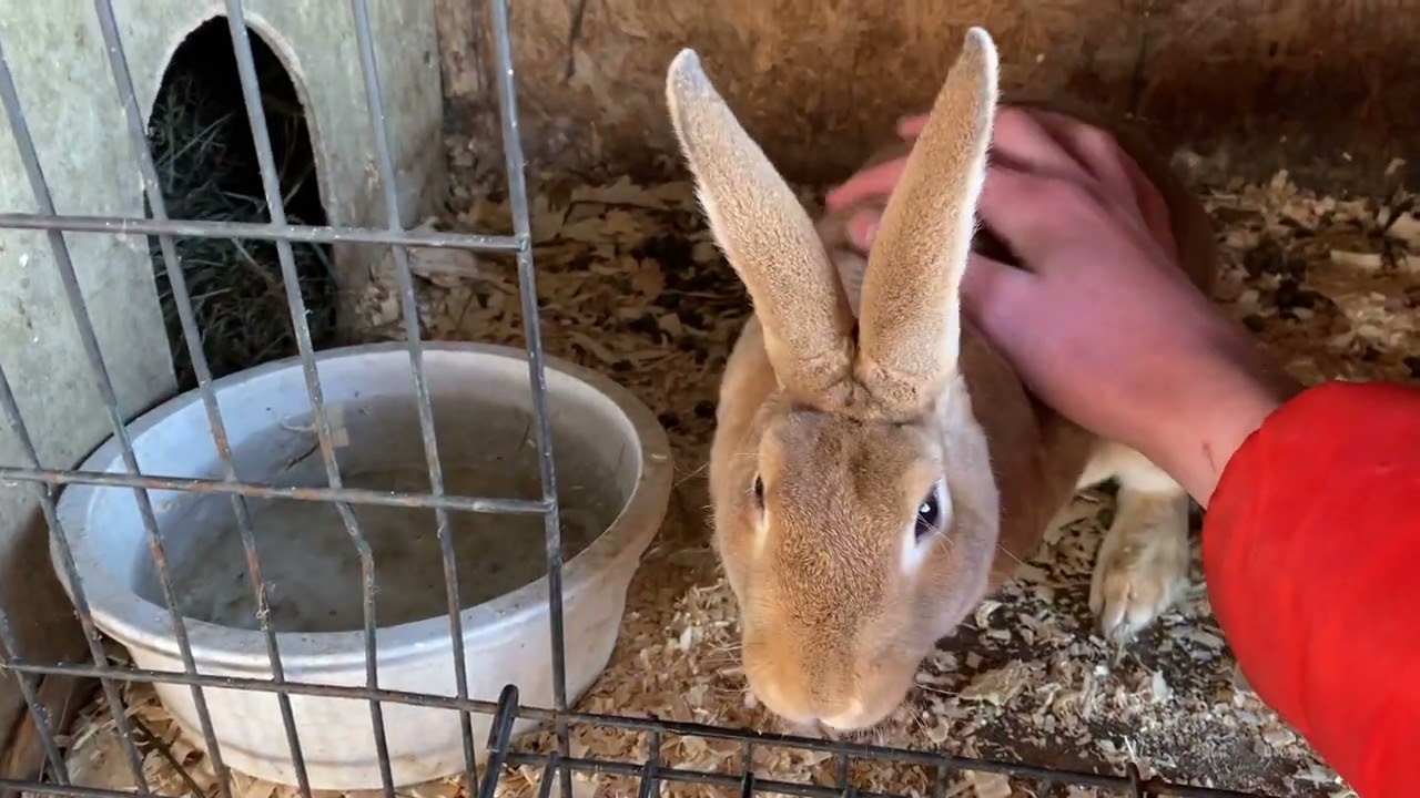 Rabbitry Tour & Outdoor Rabbit Care 101