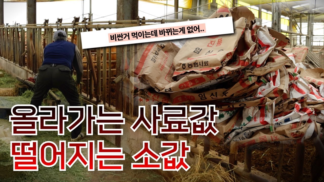 사료값은 상승, 소값은 하락 