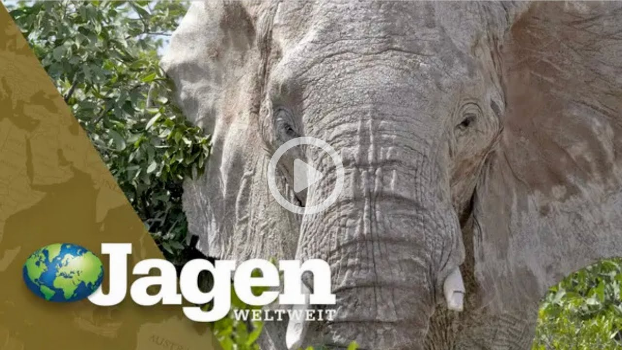 Etosha - Leben am Wasserloch