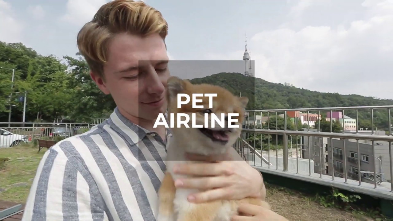Travel with dog in S.Korea  #1 Seoul City tour / PETAIRLINE