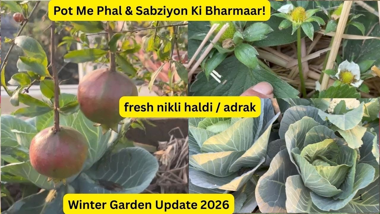 Winter Garden Update 2026|Haldi Adrak Ki Harvesting|Pot Me Ugayi Sabzi Aur Phal|Terrace Garden Tour