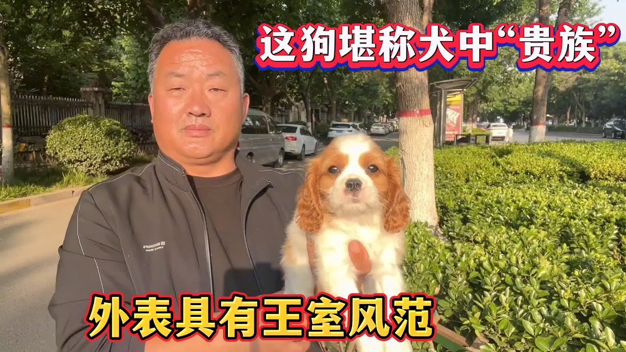 这狗堪称犬中“贵族”，外表具有王室风范，价格昂贵亮哥很少代购 #宠物市场