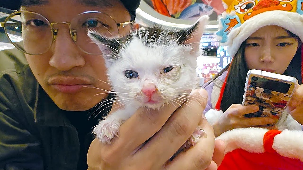 TWITCH STREAMERS SAVE A STRAY KITTEN IN CHINA!