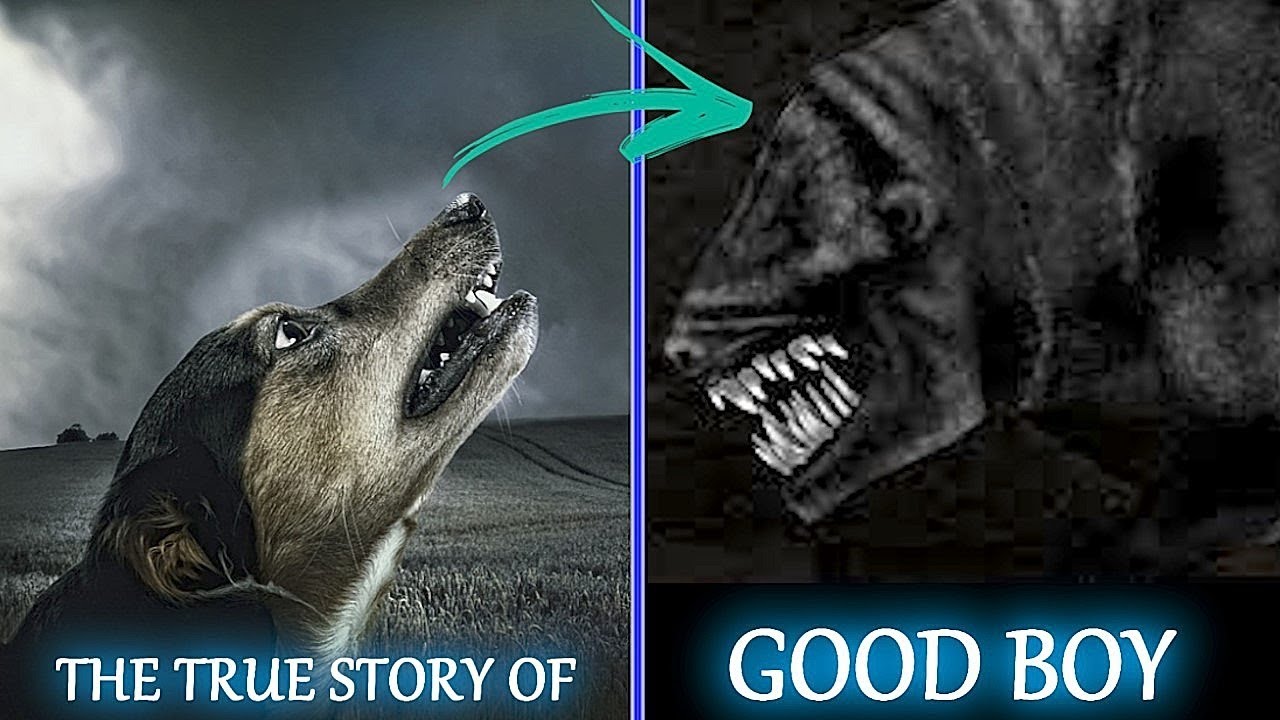 The true story of GOOD BOY