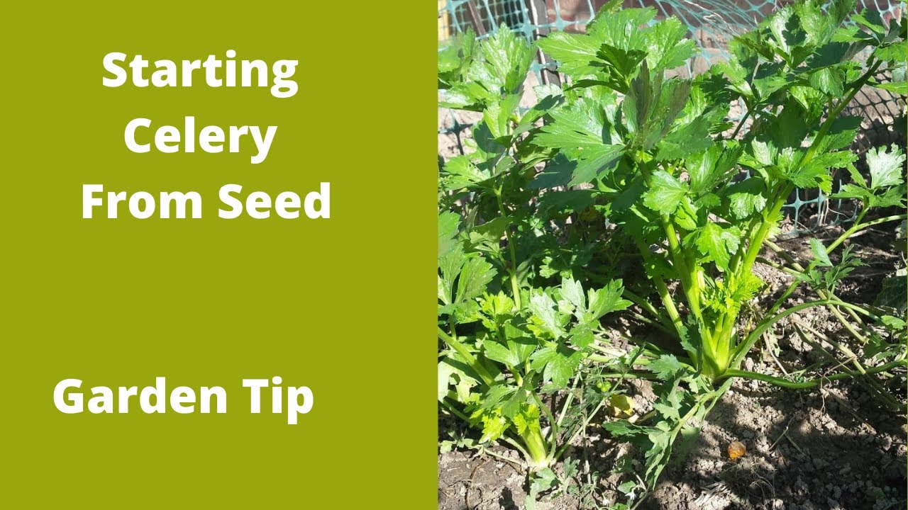 Starting Celery from seed  - Garden Tip