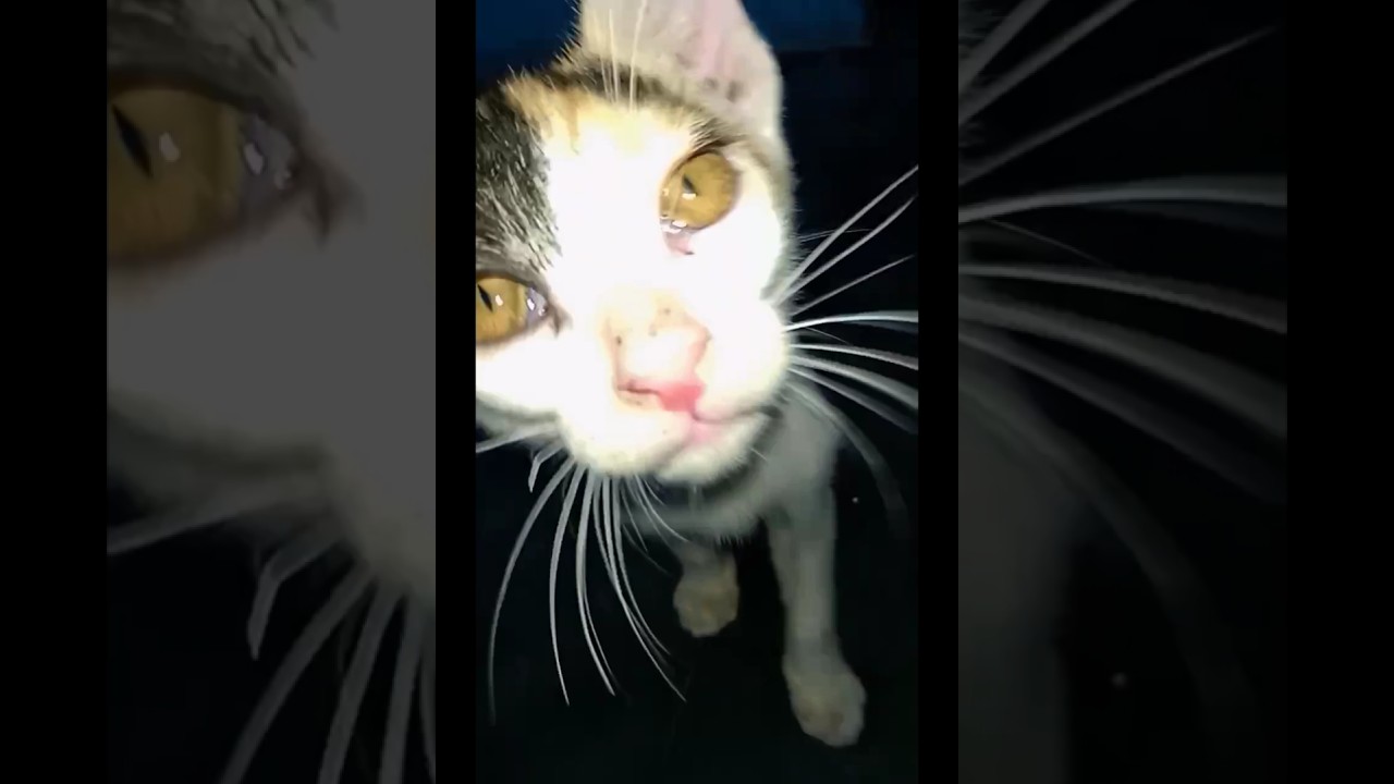 LOLA says Hi!! #cat #baby #cute #trending #funny #viral #kitten #pets #comedy #shortvideo #catshorts