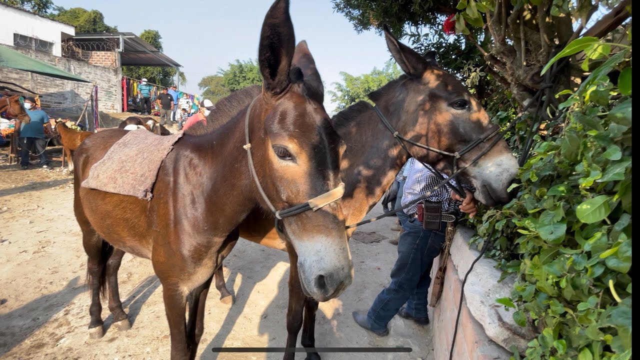 Ambiente ganadero en cedros 🐴