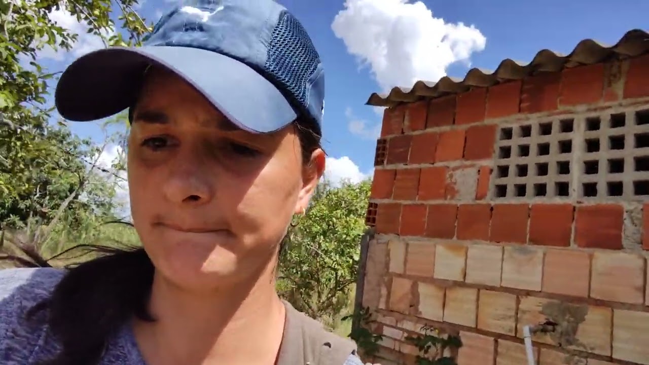 Plantando girassol para fazer silagem p/ bezerros