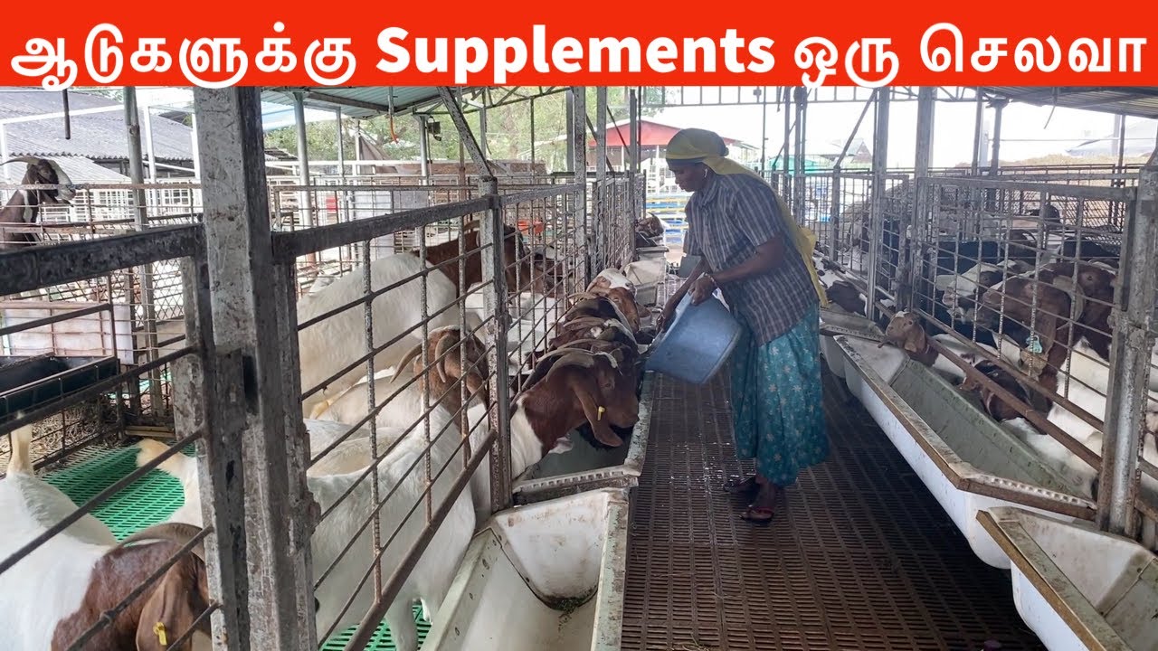 ஆடுகளுக்கு Supplements ஒரு செலவா? அவசியம் ஏன்