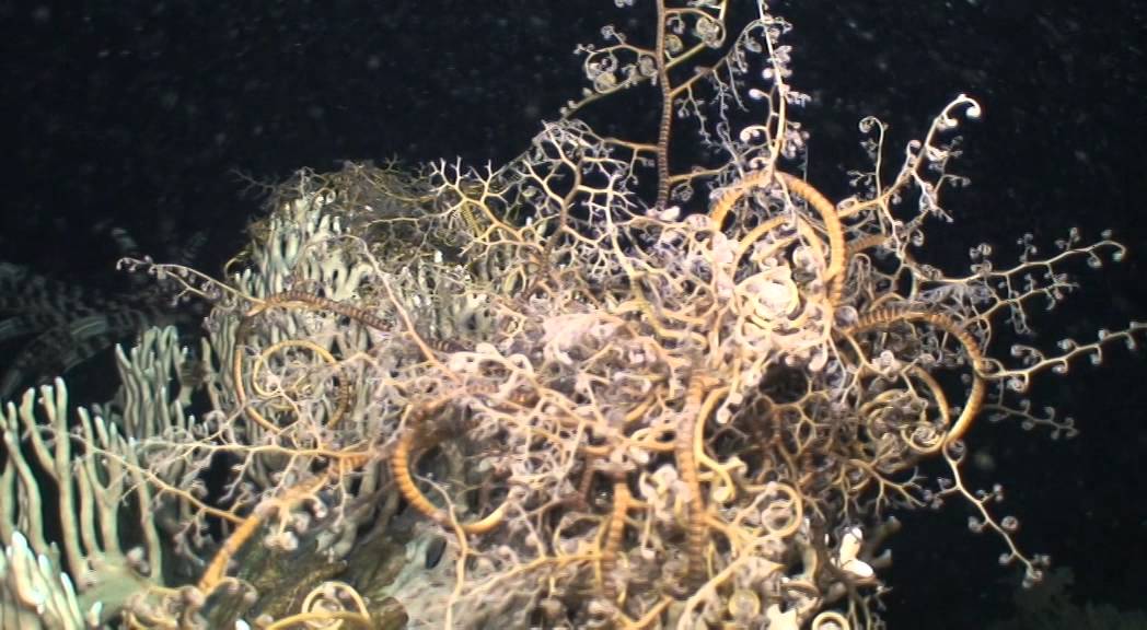 the basket star - astrospartus