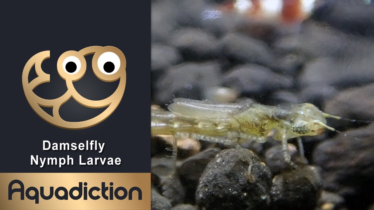 Crystal Red Shrimp Hunted by Damselfly Larvae in Freshwater Aquarium