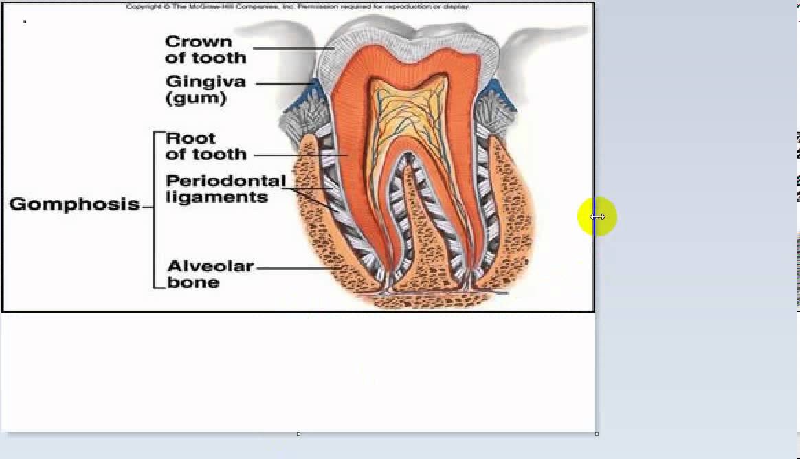 general anatomy 9 - joints part 1-by dr / sameh ghazy