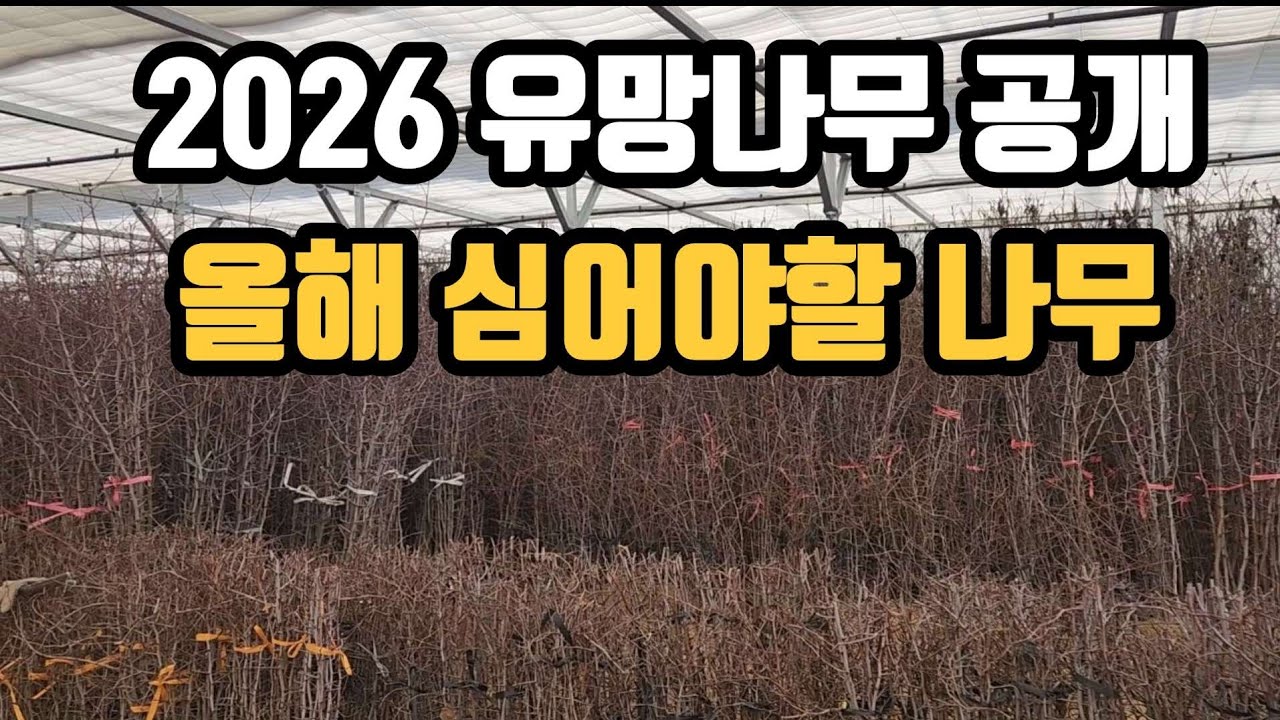 2026 전국 묘목의 중심 옥천 중앙농원 현장 탐방