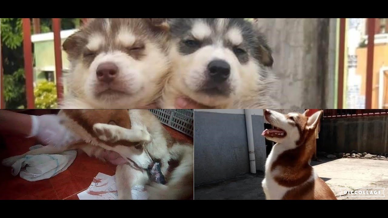 Siberian Husky giving birth actual video