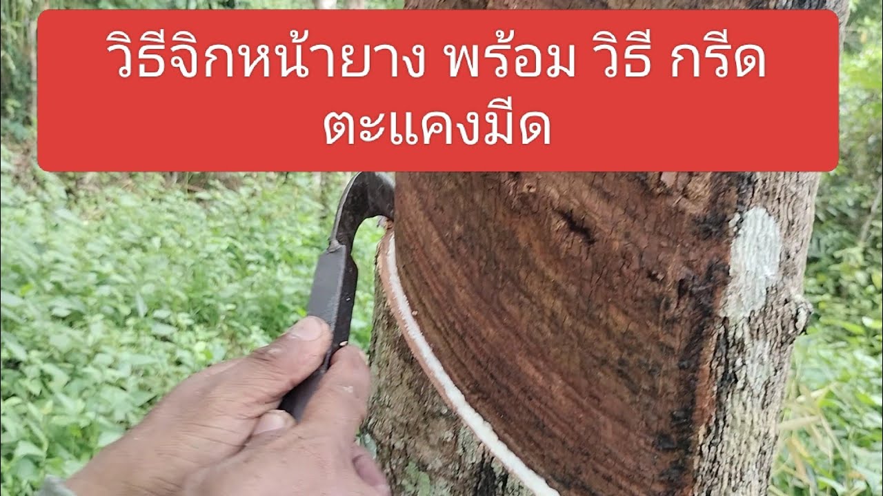 วิธี จิกหน้ายาง พร้อม วิธี กรีดตะแคงมีด