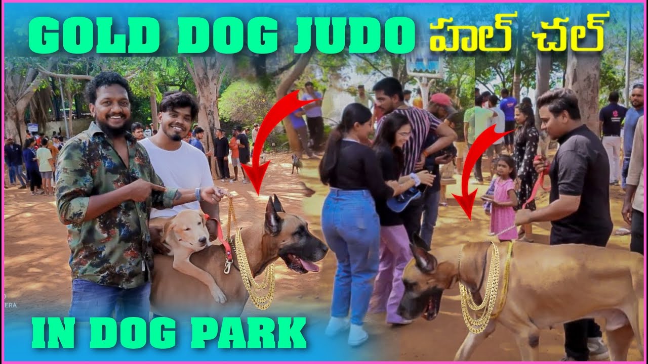 Gold dog judo hulchul in dogs park || public agam agam