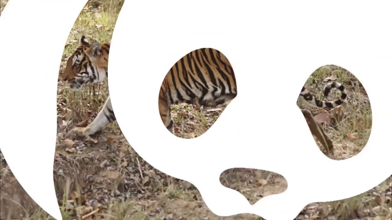 Rapport från tigerlandet Indien