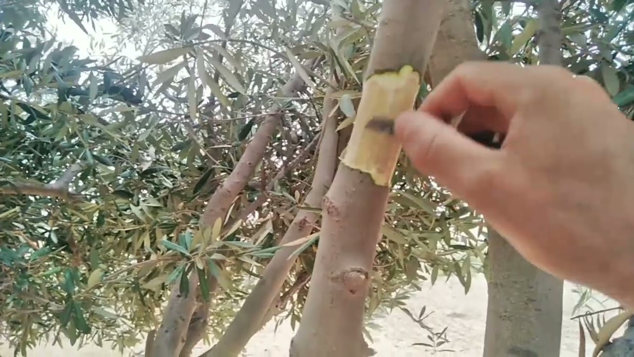احسن طريقة لزراعة شجرة الزيتون. اختصار الجهد والوقت +انتاج الزيتون من اول سنة زراعة