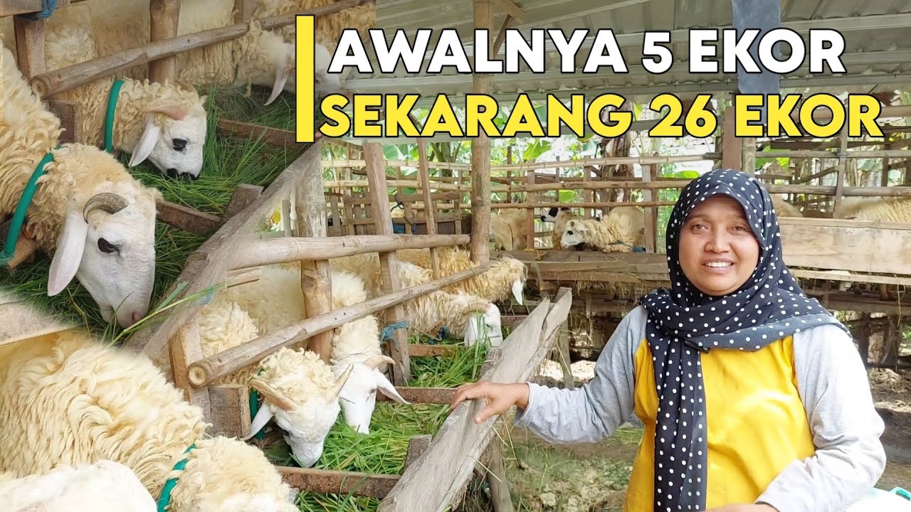 FULL NGARIT 26 EKOR DOMBA TANPA KONSENTRAT DAN SUKSES || IDE USAHA PETERNAKAN #domba