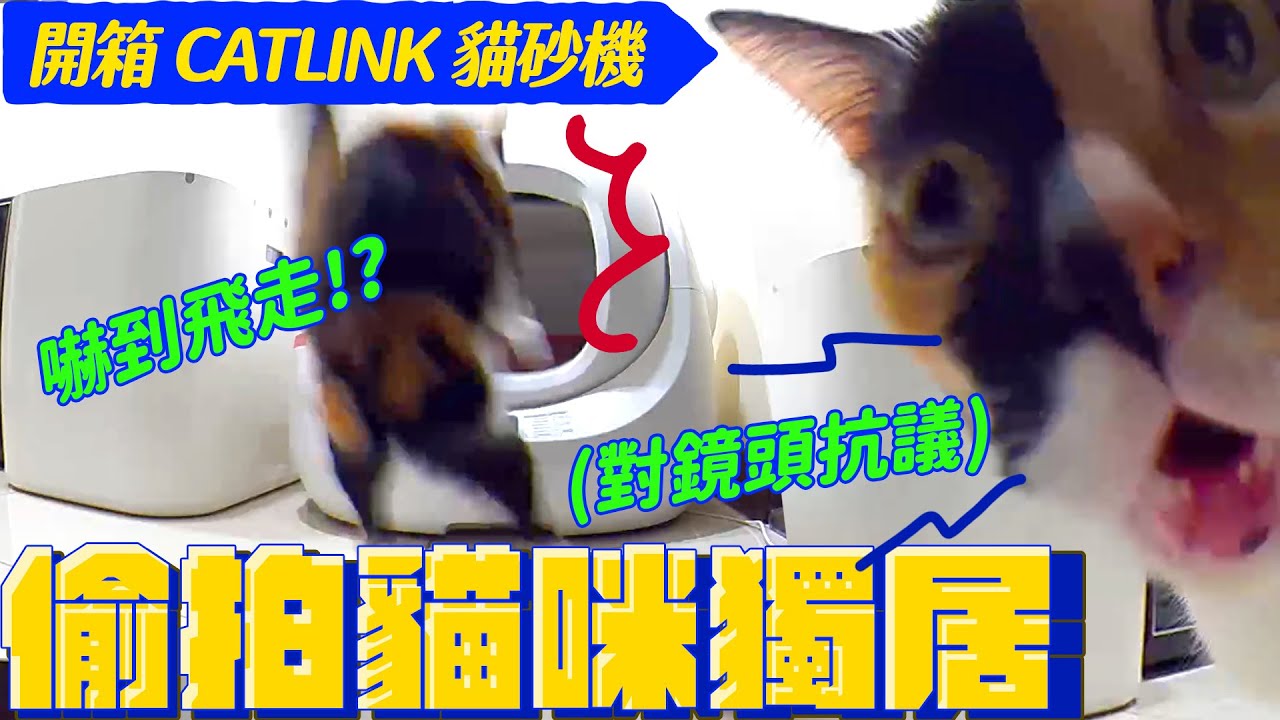 送巴努回歸大禮！從陌生變熟悉 剛換自動貓砂機要注意｜宇宙猫咪🐾