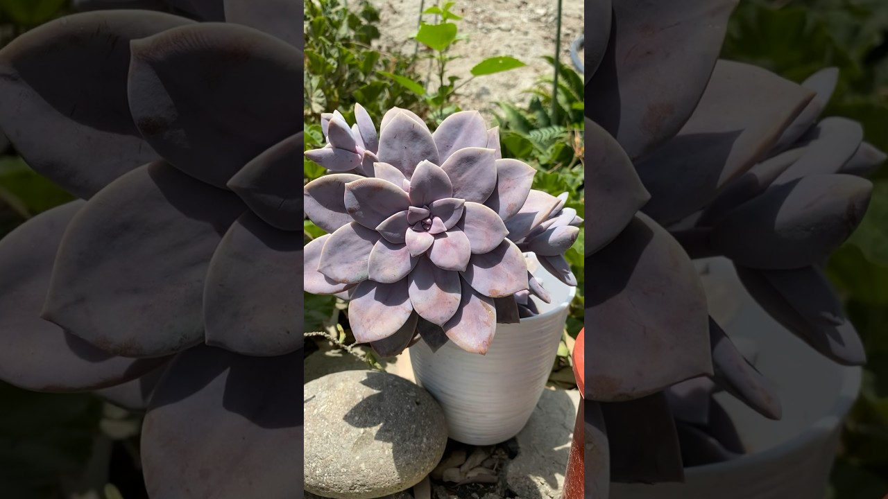#shorts | Hermosa Graptopetalum superbum #superbum #suculenta 🪻🪷🌱