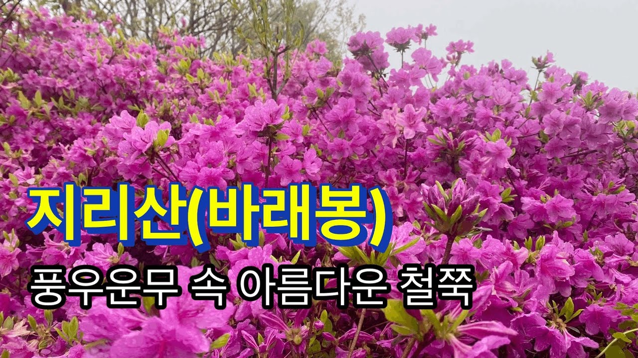 250510 / 지리산(바래봉) / 풍우운무 속 아름다운 철쭉 / 용산주차장-운지사삼거리-바래봉삼거리-바래봉-바래봉삼거리-팔랑치-산덕임도삼거리-산덕임도-임도삼거리-천불사-용산주차장