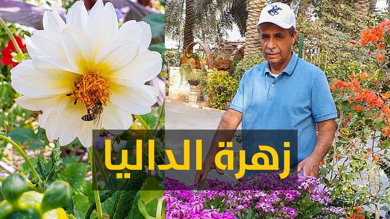 عالم الازهار و النحل - World of flowers & bees