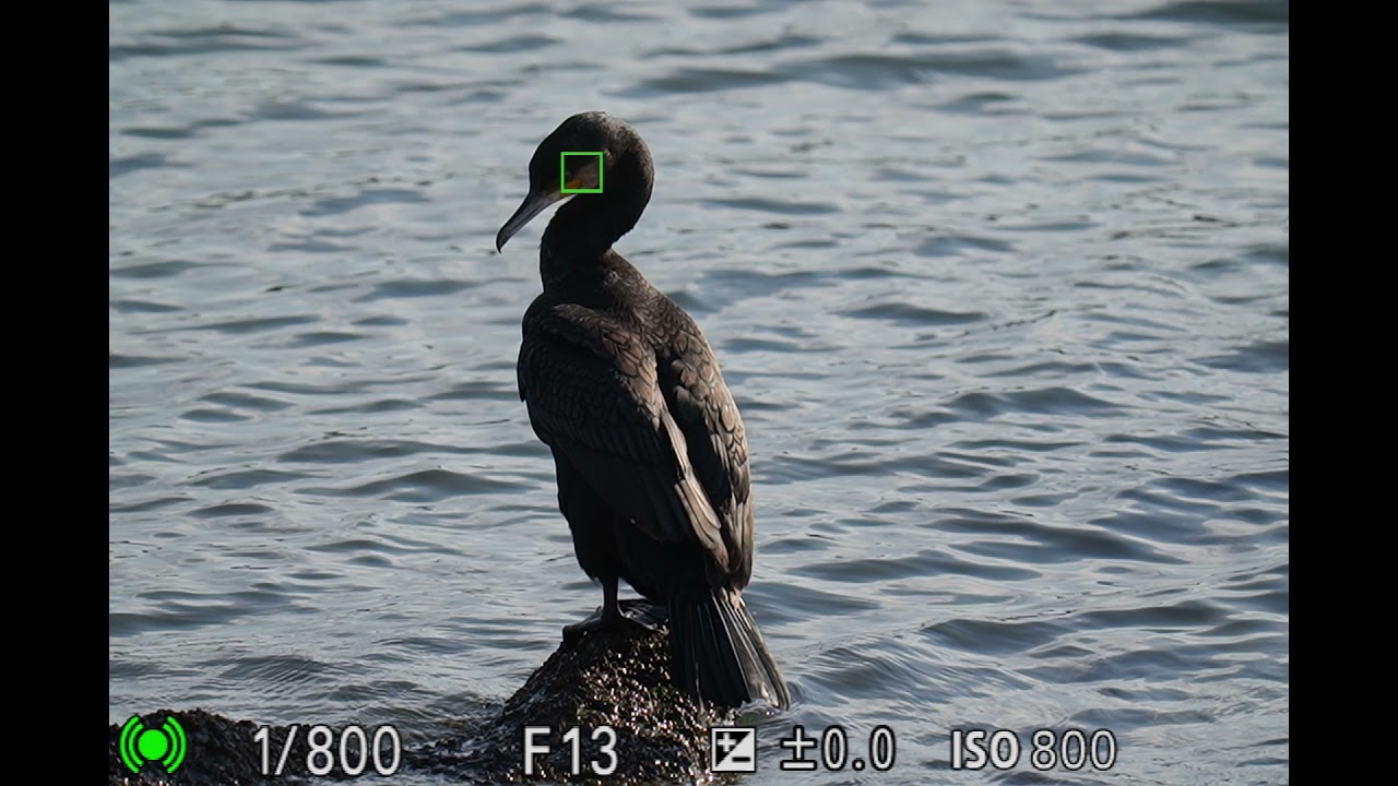 「&alpha;7 IV」の「リアルタイム瞳AF」（鳥検出）の動作