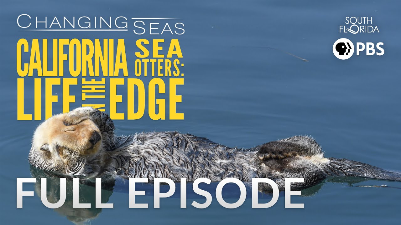 California Sea Otters: Life on the Edge - Full Episode