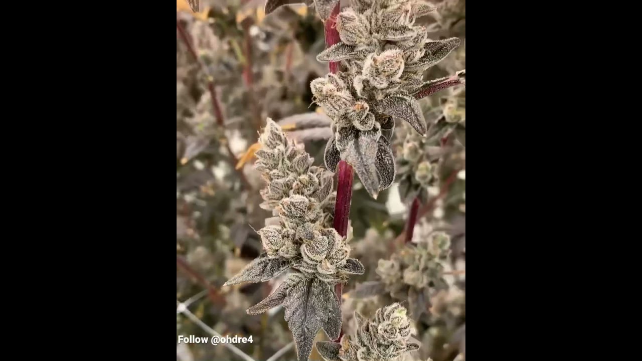 Gorilla butter flower
